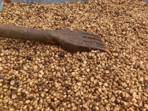 Coffee Beans Ready for Roasting at Coffee Farm