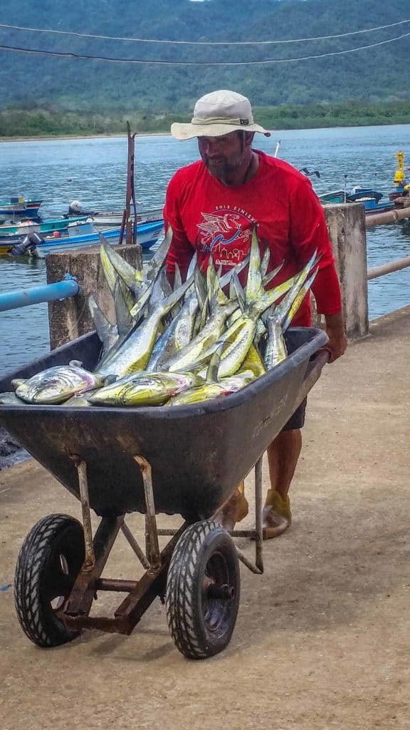 Catch of the Day-Mahi Mahi