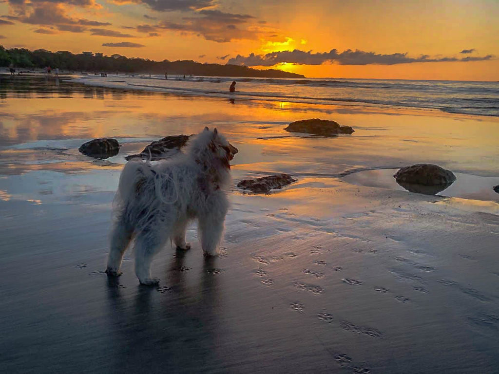 Frankie enjoying a Tamarindo Sunset