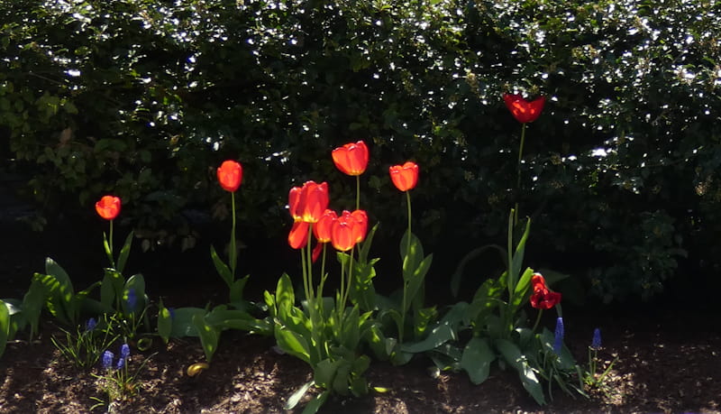 Spring Flowers Will Bring Cheer to Earth Month for Years to Come