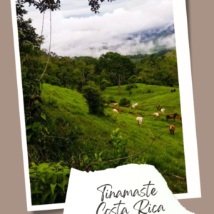 Tinamaste Costa Rica