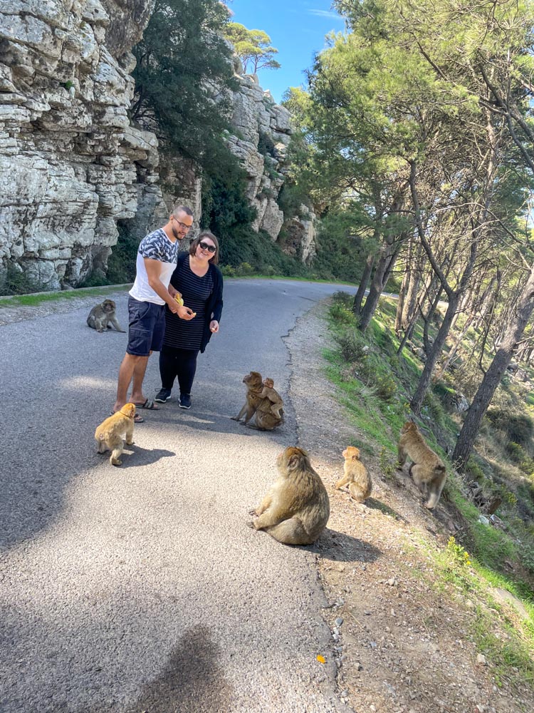 These wild monkeys live in the GuruGuru mountains and they love visitors with bananas.