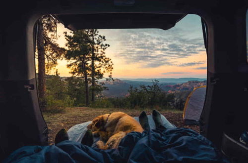 Dog sleeping with Owner in Tent