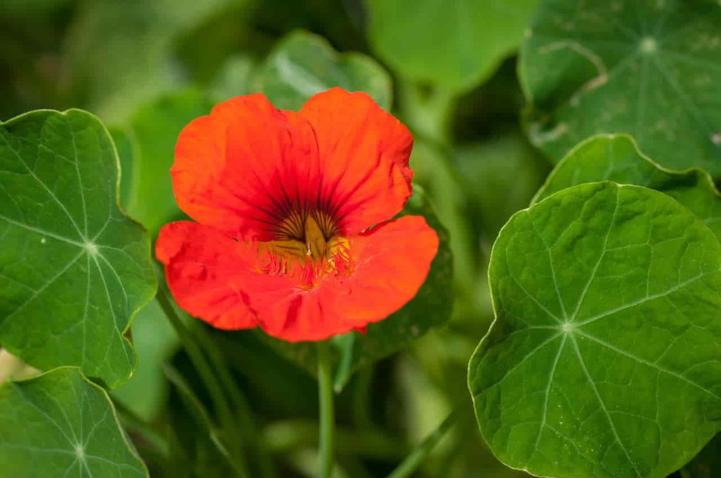 All Parts of  a Nasturtium are Edible