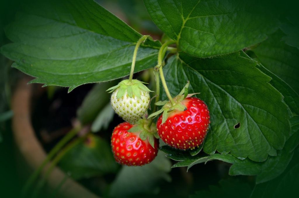 Strawberries are Fairly Easy to Grow