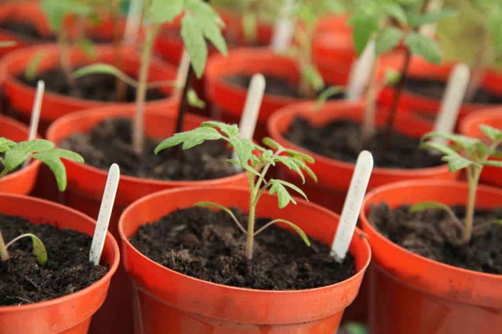 TomatoeSeedlings