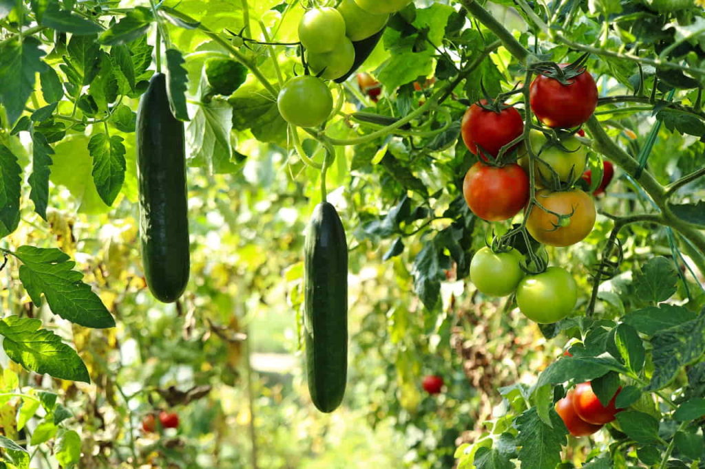 Cucumbers grown Vertically