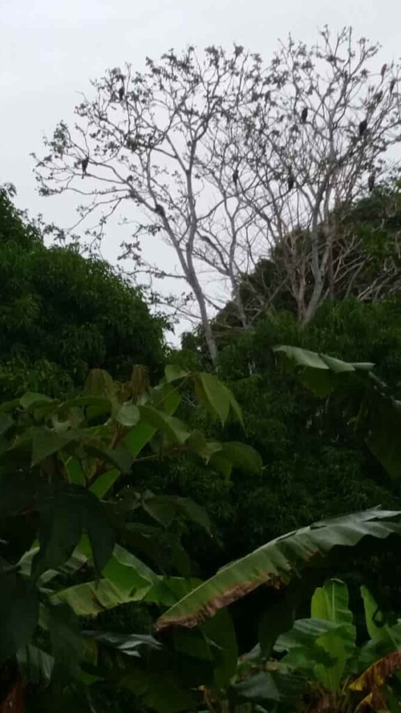 Macaws in Tree