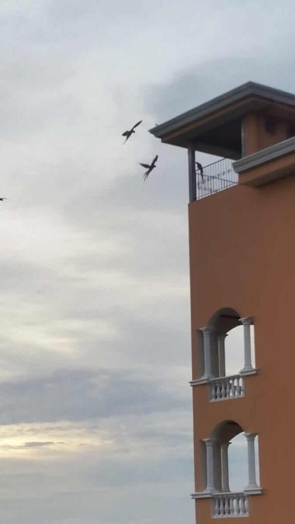 Macaws Roosting on Adjacent Vacant Building