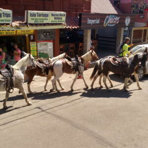 Horses Main Street Montezuma
