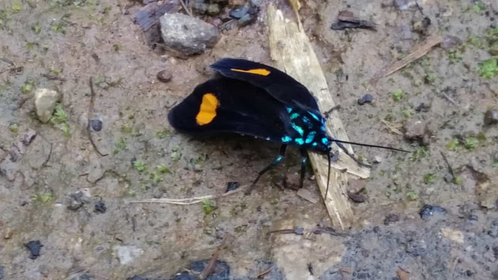 Sparkly Moth: Cyanopepla-Similis