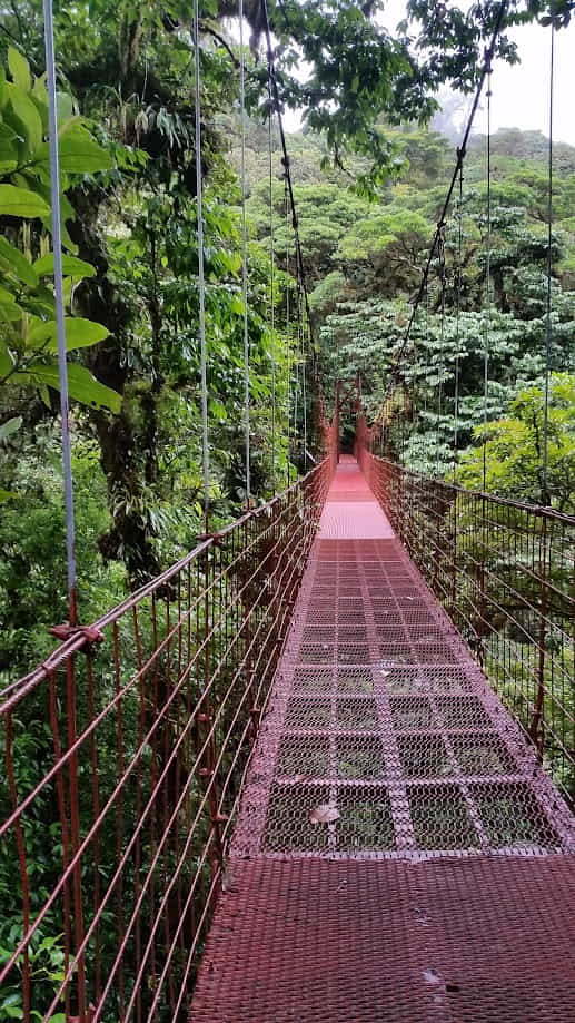 Hanging Bridge in Monteverde Cloud Forest