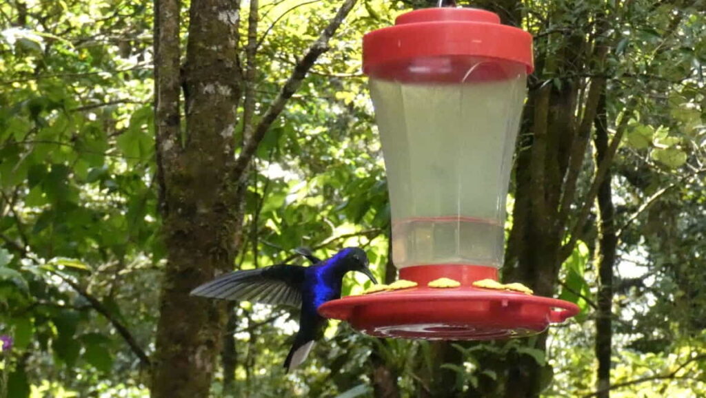 Violet Sabrewing at Monteverde Hummingbird Cafe