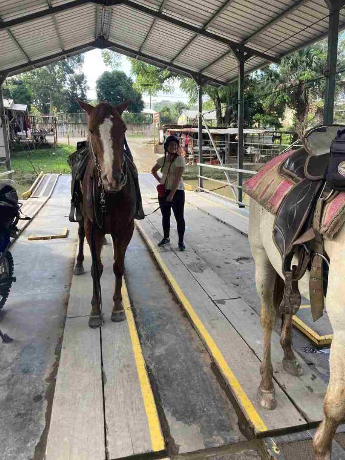 Horses on Swing Ferry