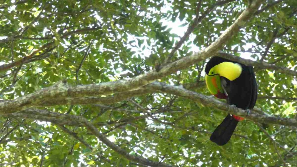 Keel Billed Toucan in Nabitunich Rain Tree