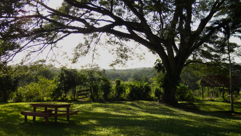 Rain Tree at Nabitunich